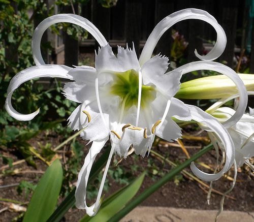 Гименокаллис