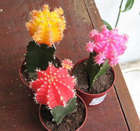 Гимнокалициум