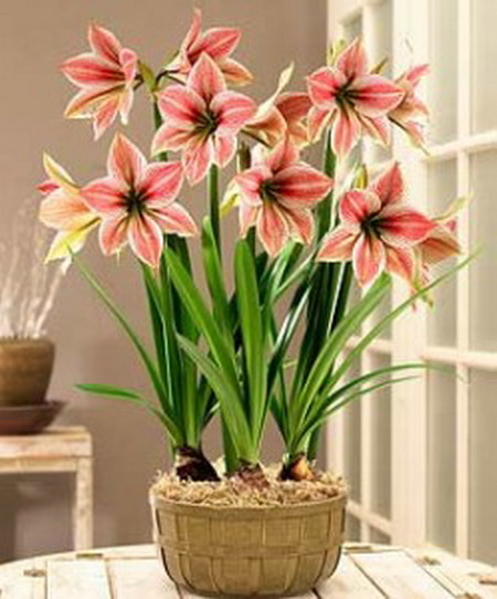 Гиппеаструм