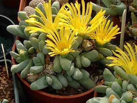 Глоттифиллyм