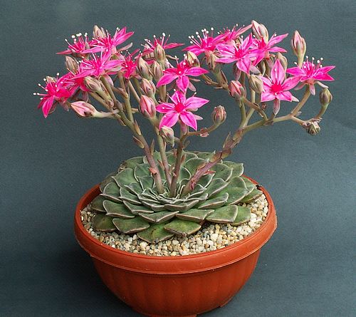 Граптопеталум