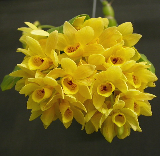 Дендробиум