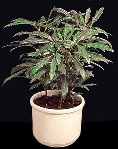 Дизиготека