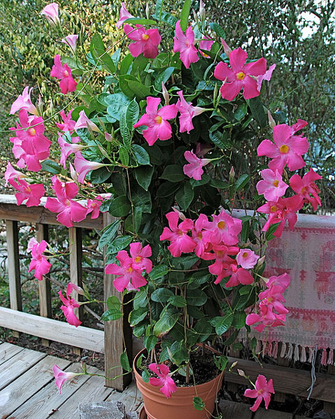 Дипладения