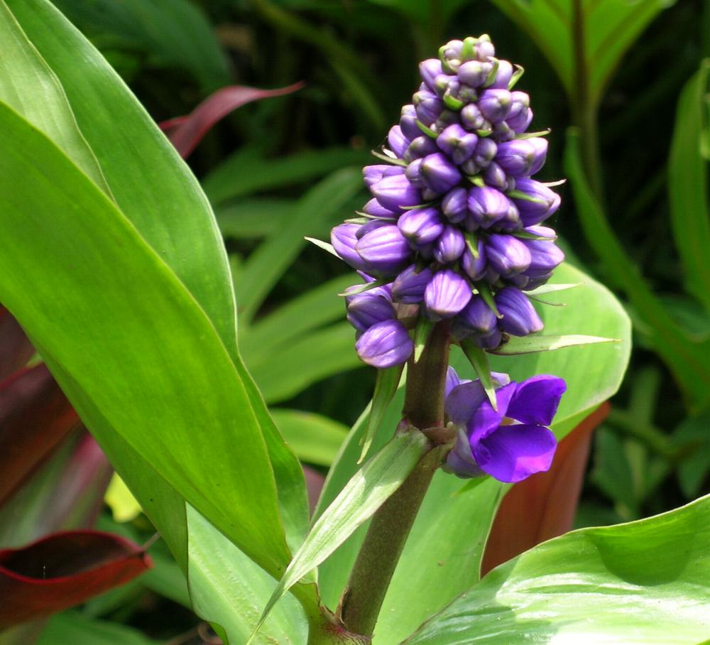 Дихоризандра