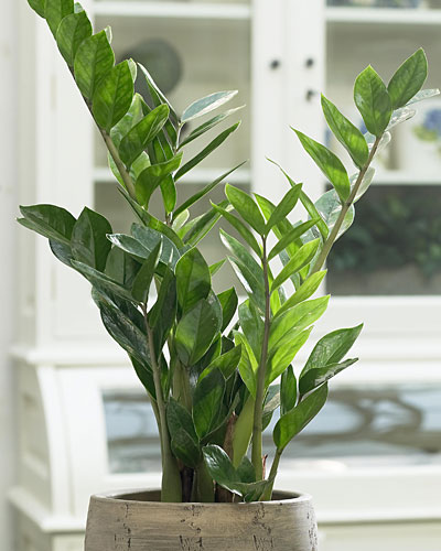 Замиокулькас