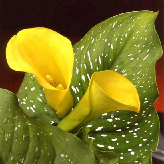 Зантедеския или Калла