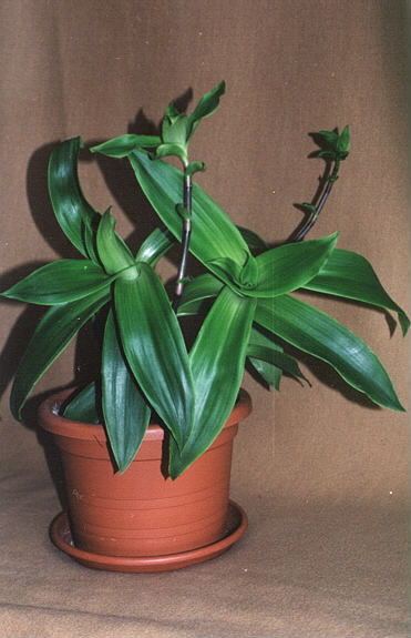 Каллисия душистая