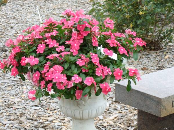 Катарантус