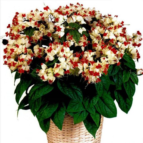 Клеродендрум