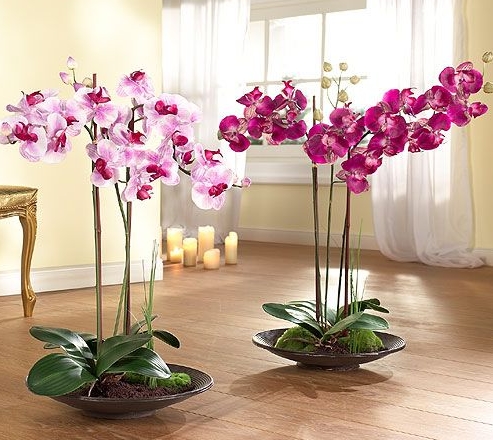 Орхидея как ухаживать