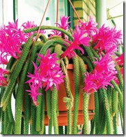 Апорокактус (Aporocactus)