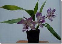 Аганизия (Aganisia)