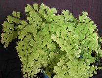Адиантум—Adiantum raddianum