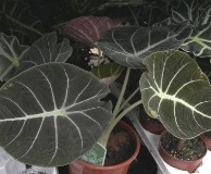Алоказия, арум—Alocasia