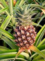 Ананас—Ananas